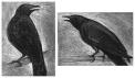 crow.jpg